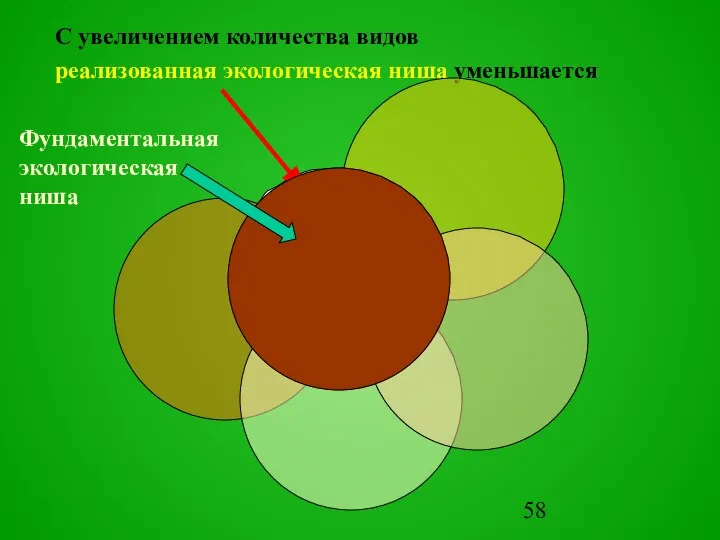 С увеличением количества видов реализованная экологическая ниша уменьшается