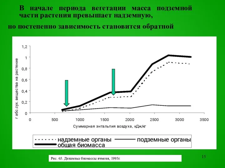 Рис. 65. Динамика биомассы ячменя, 1995г.