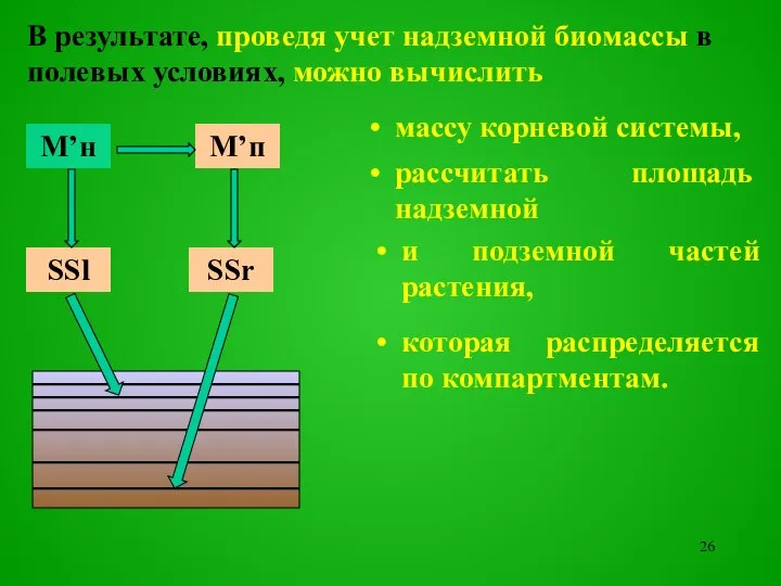 рассчитать площадь надземной и подземной частей растения, которая распределяется по компартментам.