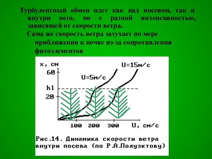 Турбулентный обмен идет как над посевом, так и внутри него, но