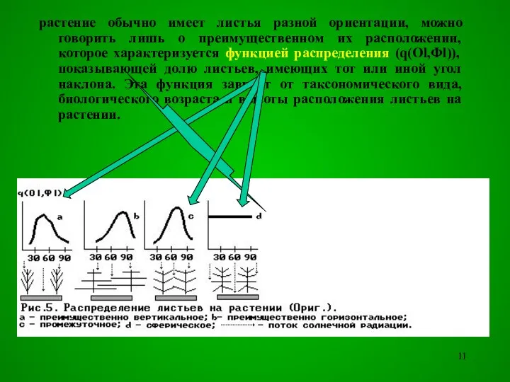 растение обычно имеет листья разной ориентации, можно говорить лишь о преимущественном