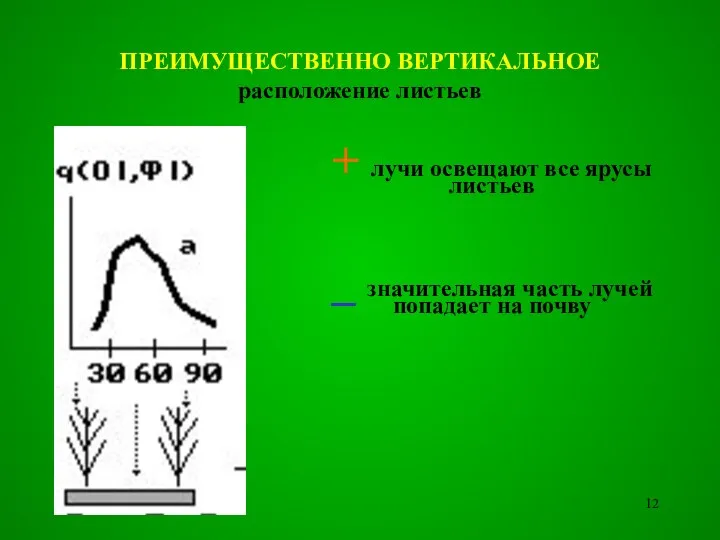 ПРЕИМУЩЕСТВЕННО ВЕРТИКАЛЬНОЕ расположение листьев + лучи освещают все ярусы листьев _