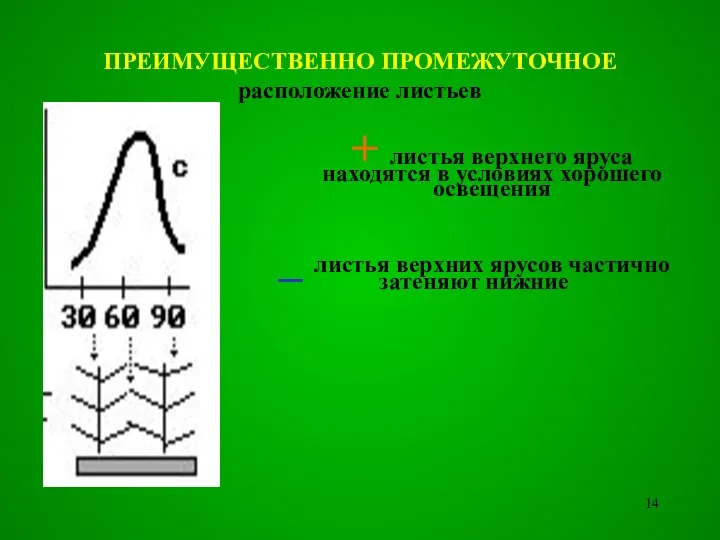 ПРЕИМУЩЕСТВЕННО ПРОМЕЖУТОЧНОЕ расположение листьев + листья верхнего яруса находятся в условиях