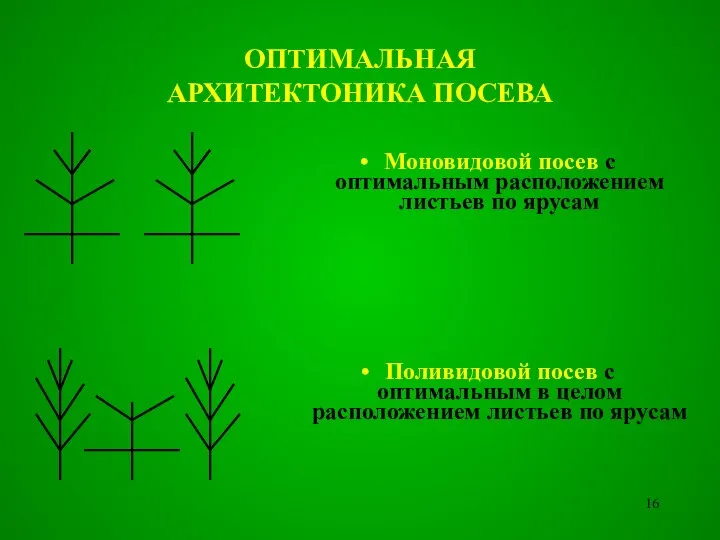 ОПТИМАЛЬНАЯ АРХИТЕКТОНИКА ПОСЕВА Моновидовой посев с оптимальным расположением листьев по ярусам