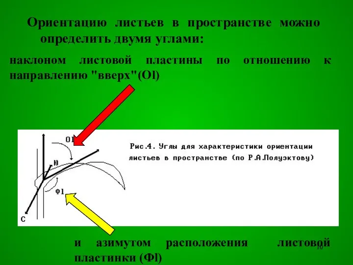 Ориентацию листьев в пространстве можно определить двумя углами: наклоном листовой пластины