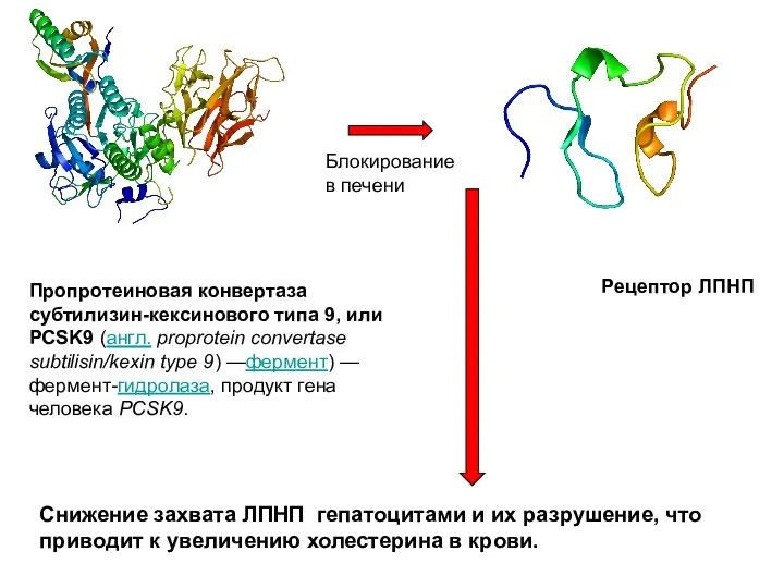 Пропротеиновая конвертаза субтилизин-кексинового типа 9, или PCSK9 (англ. proprotein convertase subtilisin/kexin