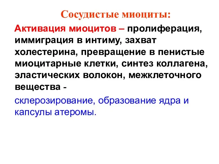 Сосудистые миоциты: Активация миоцитов – пролиферация, иммиграция в интиму, захват холестерина,