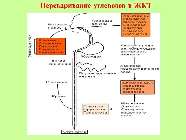 Переваривание углеводов в ЖКТ