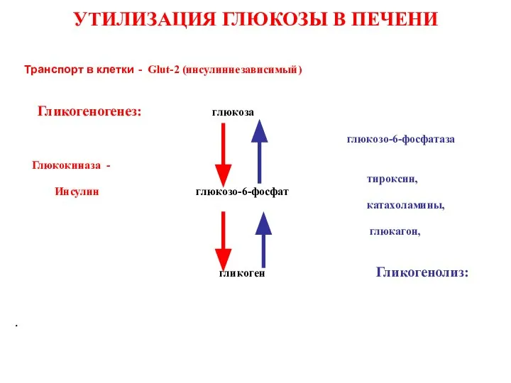 УТИЛИЗАЦИЯ ГЛЮКОЗЫ В ПЕЧЕНИ Транспорт в клетки - Glut-2 (инсулиннезависимый) Гликогеногенез: