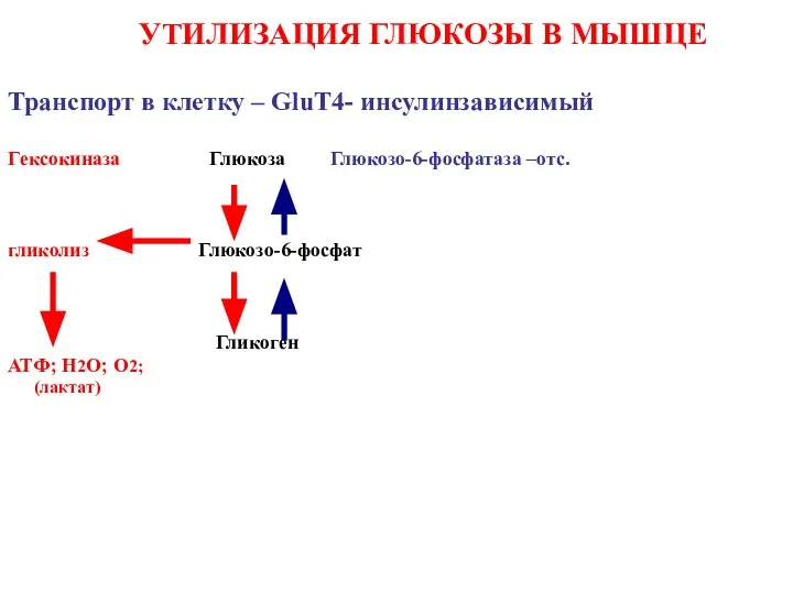 УТИЛИЗАЦИЯ ГЛЮКОЗЫ В МЫШЦЕ Транспорт в клетку – GluT4- инсулинзависимый Гeксокиназа