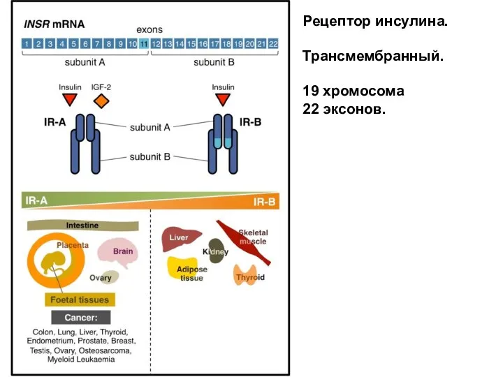 Рецептор инсулина. Трансмембранный. 19 хромосома 22 эксонов.