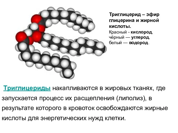 Триглицерид – эфир глицерина и жирной кислоты. Красный - кислород, чёрный