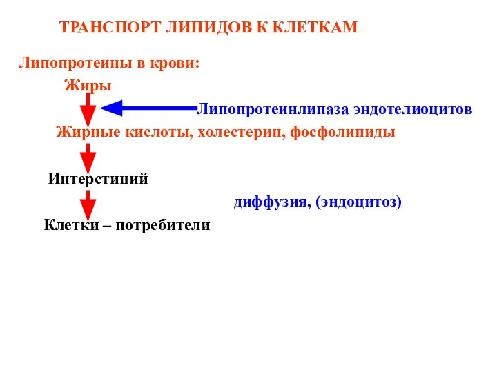 ТРАНСПОРТ ЛИПИДОВ К КЛЕТКАМ Липопротеины в крови: Жиры Липопротеинлипаза эндотелиоцитов Жирные