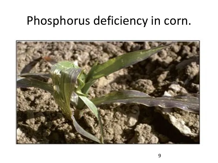 Phosphorus deficiency in corn.