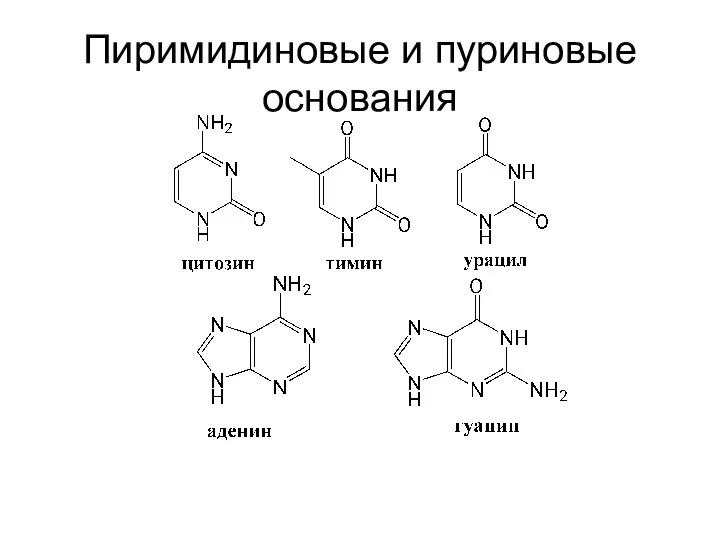 Пиримидиновые и пуриновые основания