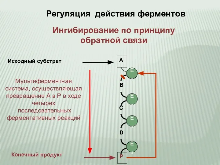 Регуляция действия ферментов E4 E3 E2 E1 A B C D