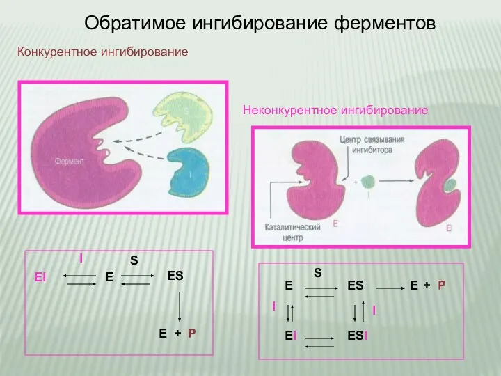 Обратимое ингибирование ферментов Конкурентное ингибирование Неконкурентное ингибирование E EI ES E