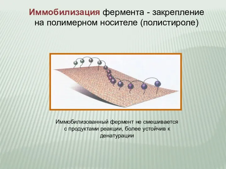 Иммобилизация фермента - закрепление на полимерном носителе (полистироле) Иммобилизованный фермент не