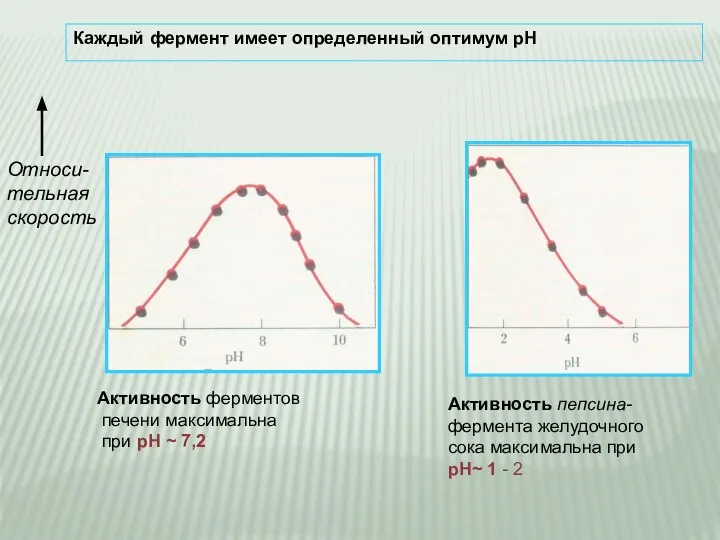 Каждый фермент имеет определенный оптимум рН Относи- тельная скорость Активность пепсина-