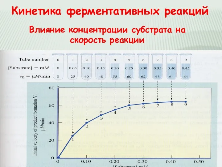 Кинетика ферментативных реакций Влияние концентрации субстрата на скорость реакции