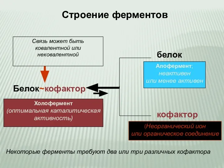 Белок~кофактор белок кофактор Связь может быть ковалентной или нековалентной Холофермент (оптимальная