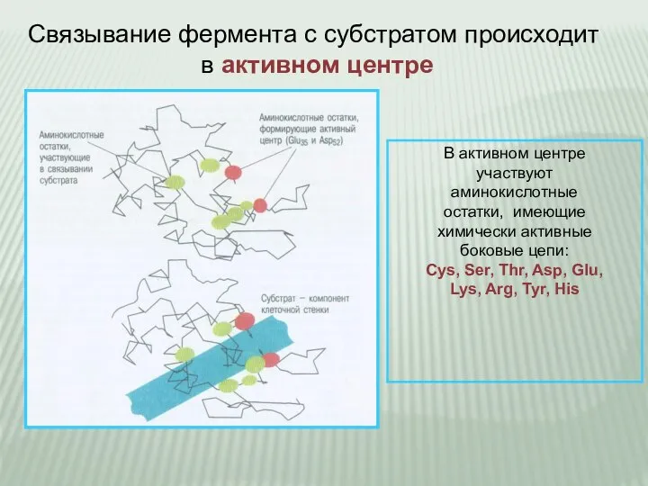 Связывание фермента с субстратом происходит в активном центре В активном центре