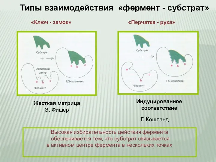 Высокая избирательность действия фермента обеспечивается тем, что субстрат связывается в активном