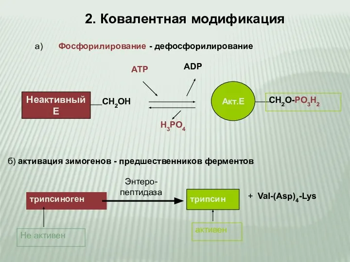 2. Ковалентная модификация Неактивный Е СН2ОН Акт.Е СН2О-РО3Н2 АТР АDP Н3РО4