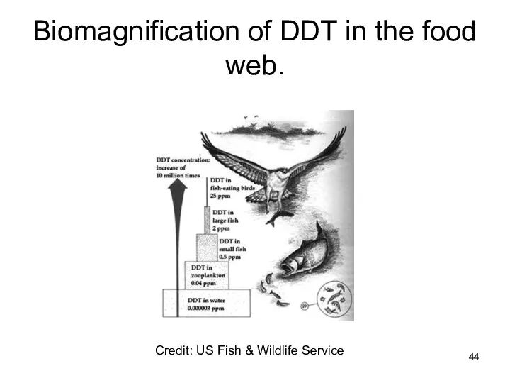 Biomagnification of DDT in the food web. Credit: US Fish & Wildlife Service