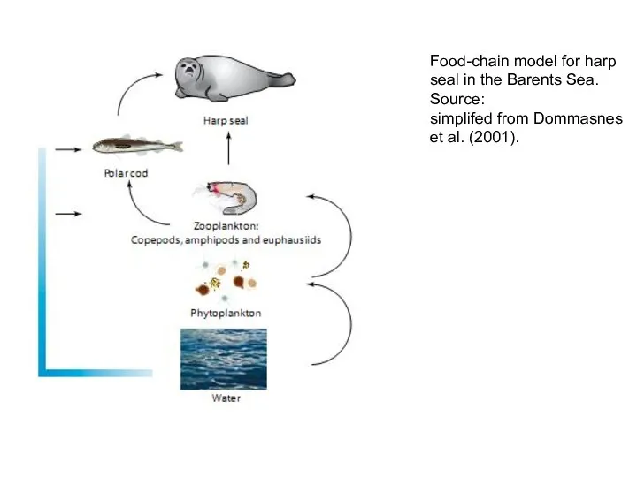 Food-chain model for harp seal in the Barents Sea. Source: simplifed from Dommasnes et al. (2001).