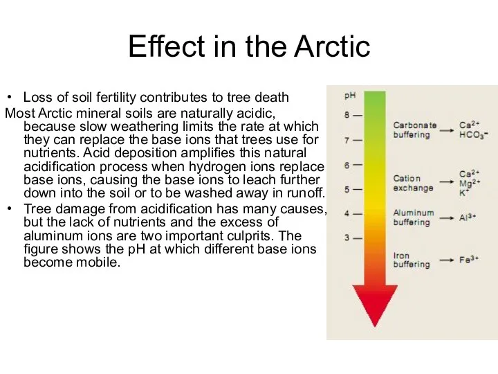 Effect in the Arctic Loss of soil fertility contributes to tree