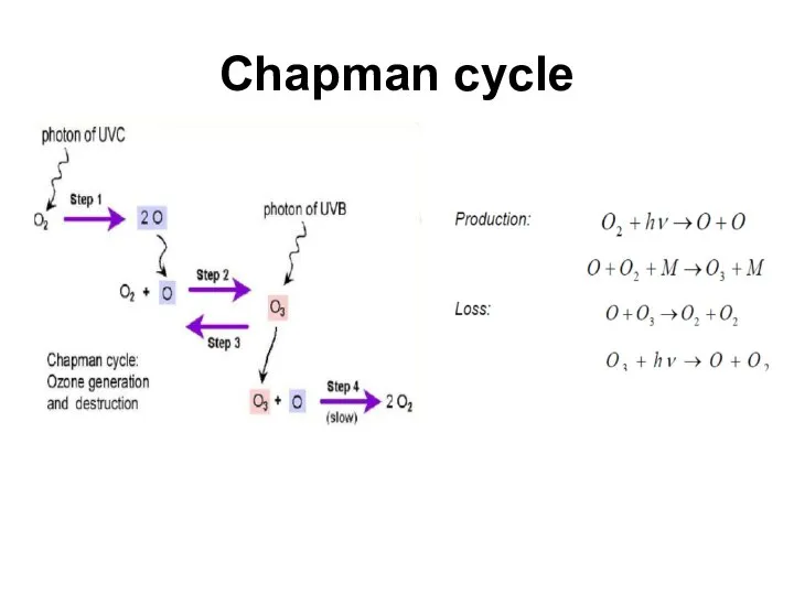 Chapman cycle