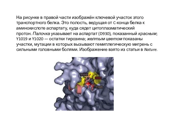 На рисунке в правой части изображён ключевой участок этого транспортного белка.