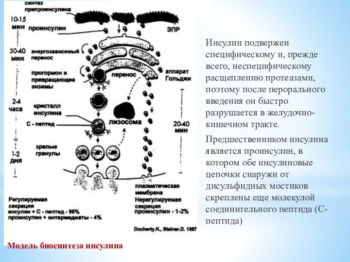 Инсулин подвержен специфическому и, прежде всего, неспецифическому расщеплению протеазами, поэтому после