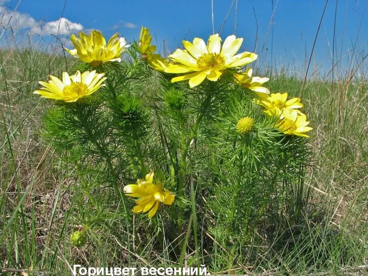 Горицвет весенний.