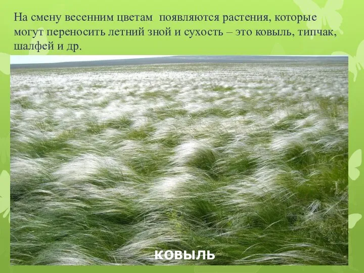 На смену весенним цветам появляются растения, которые могут переносить летний зной