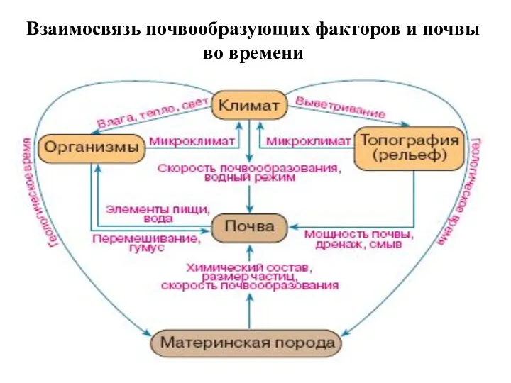 Взаимосвязь почвообразующих факторов и почвы во времени