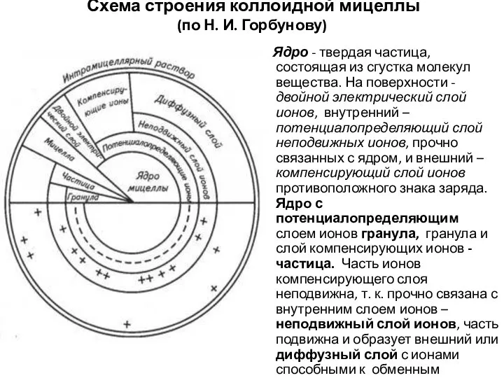 Схема строения коллоидной мицеллы (по Н. И. Горбунову) Ядро - твердая