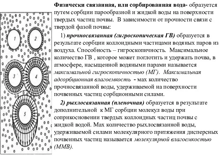 Физически связанная, или сорбированная вода- образуется путем сорбции парообразной и жидкой