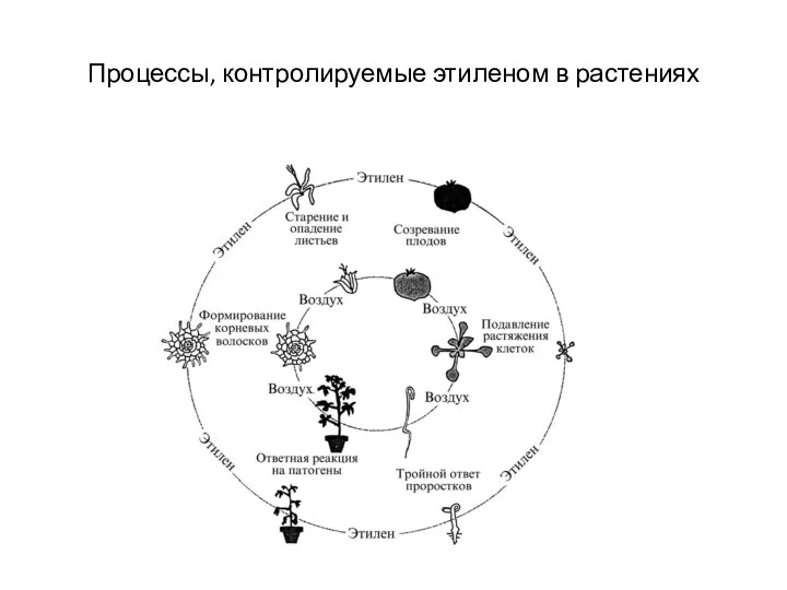 Процессы, контролируемые этиленом в растениях