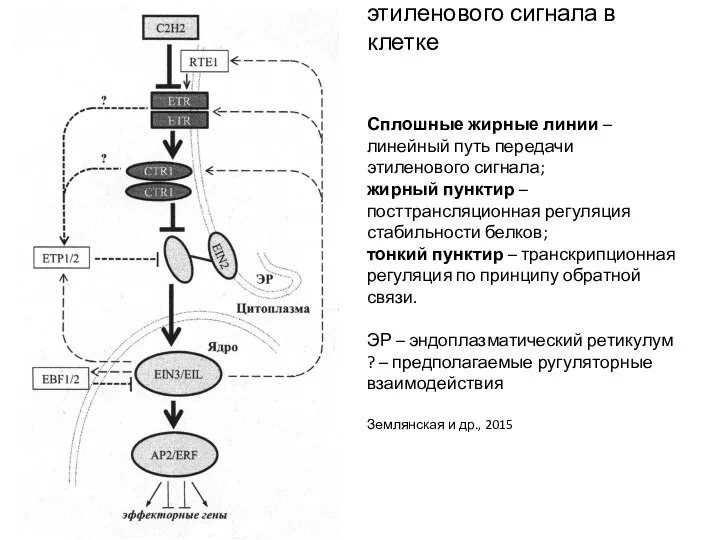 Схема трансдукции этиленового сигнала в клетке Сплошные жирные линии – линейный
