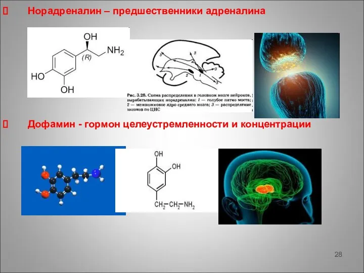 Норадреналин – предшественники адреналина Дофамин - гормон целеустремленности и концентрации