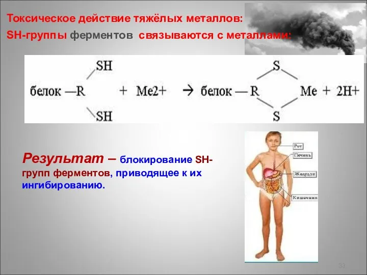 Токсическое действие тяжёлых металлов: SH-группы ферментов cвязываются с металлами: Результат –