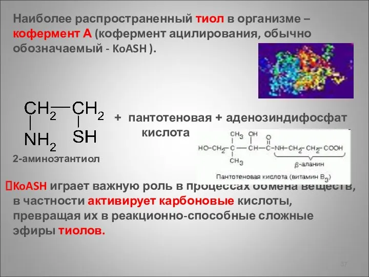 Наиболее распространенный тиол в организме – кофермент А (кофермент ацилирования, обычно