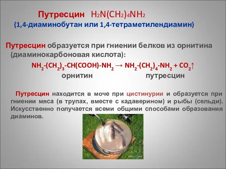 Путресцин H2N(CH2)4NH2 (1,4-диаминобутан или 1,4-тетраметилендиамин) Путресцин образуется при гниении белков из