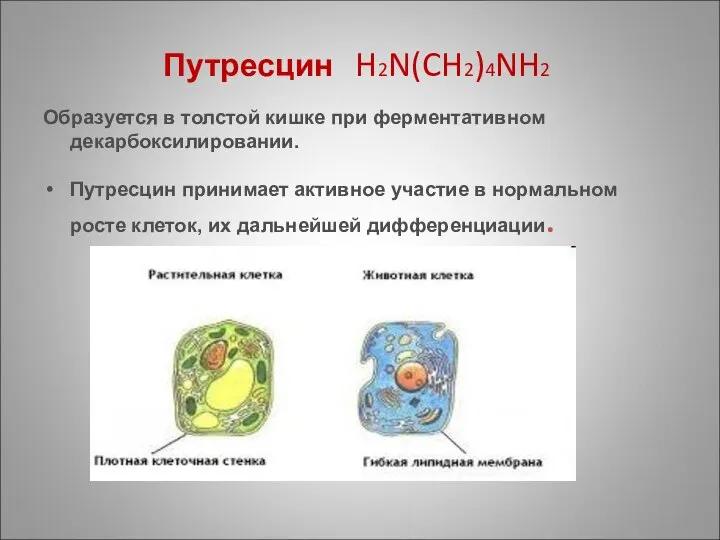 Путресцин H2N(CH2)4NH2 Образуется в толстой кишке при ферментативном декарбоксилировании. Путресцин принимает