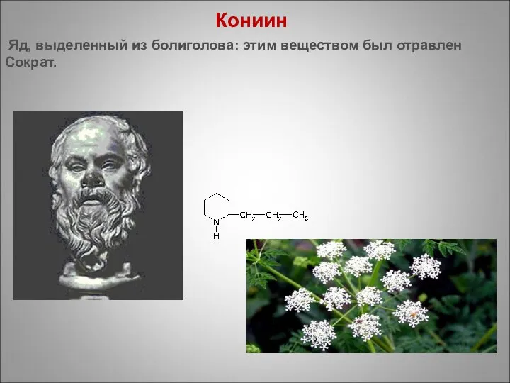 Кониин Яд, выделенный из болиголова: этим веществом был отравлен Сократ.