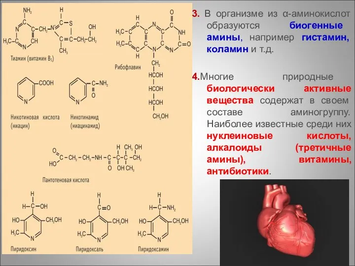 3. В организме из α-аминокислот образуются биогенные амины, например гистамин, коламин