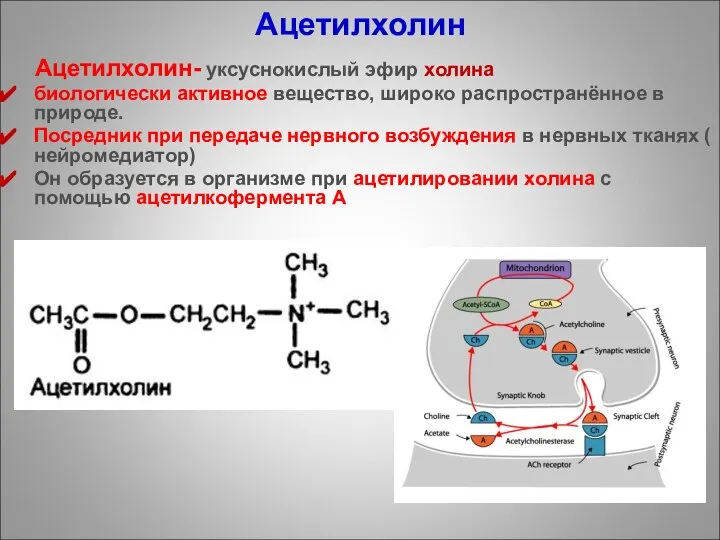 Ацетилхолин Ацетилхолин- уксуснокислый эфир холина биологически активное вещество, широко распространённое в