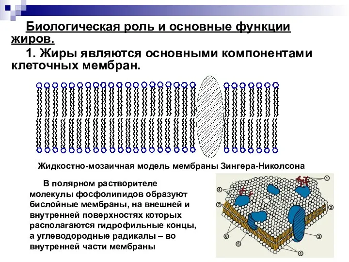 Биологическая роль и основные функции жиров. 1. Жиры являются основными компонентами